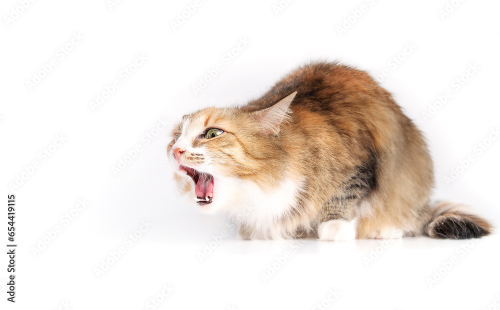 Cat choking or gagging from having an object stuck back of the mouth