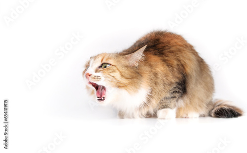 Cat choking or gagging from having an object stuck back of the mouth. In movement. Fluffy kitty with mouth wide open coughing and in distress. Danger of small object and first aid. Selective focus.