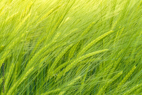 wheat field
