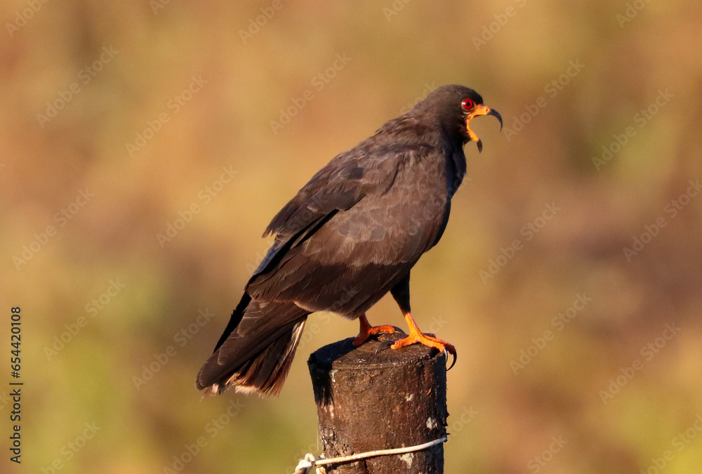 snail hawk vocalizing perched on a branch. snail hawk vocalizing perched on a branch.