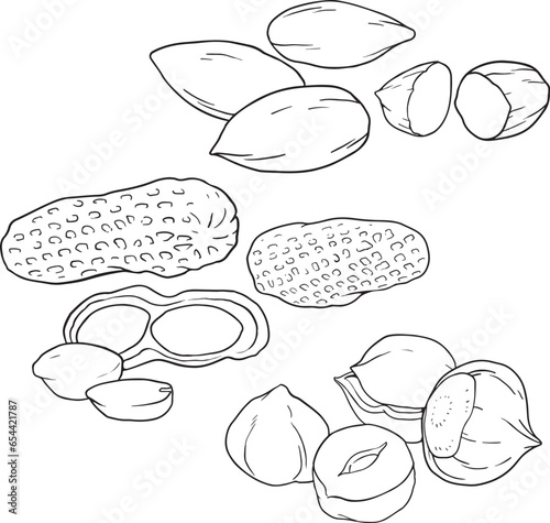 Vector Set of Sketch Peanuts. In Shell and Peeled - Food illustration series - Line vector