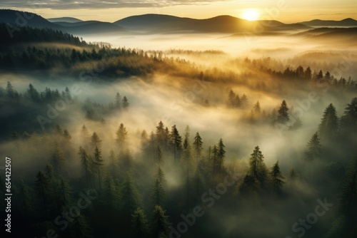 Misty forest at sunrise. The sun's rays pierce through the fog, illuminating the treetops and creating an ethereal landscape.