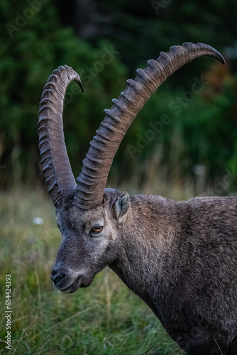 Hochlantsch - Steinbock - Sonnenuntergang