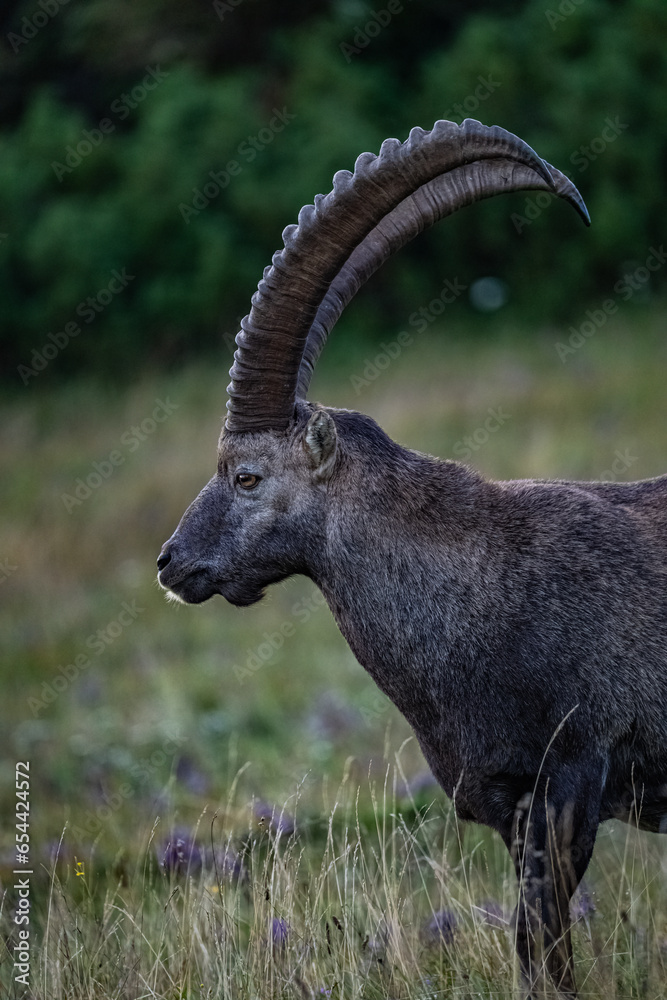 Hochlantsch - Steinbock - Sonnenuntergang Hochlantsch - Steinbock - Sonnenuntergang