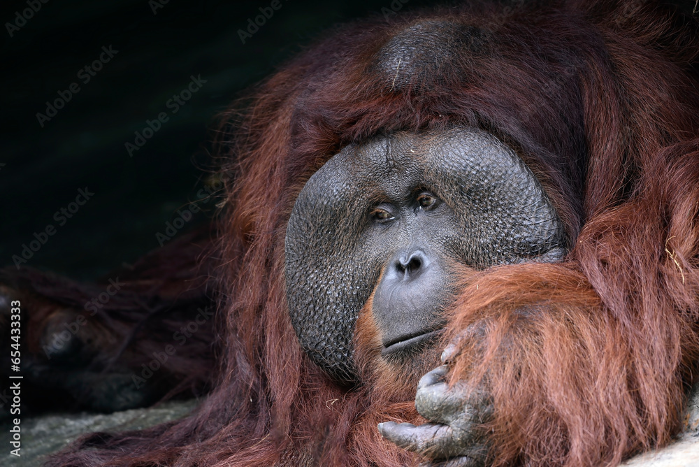 Obraz premium Close-up of an old male orangutan