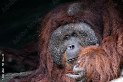 Close-up of an old male orangutan photo