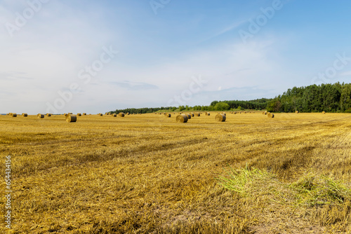 stubble that remains after the harvest of cereals