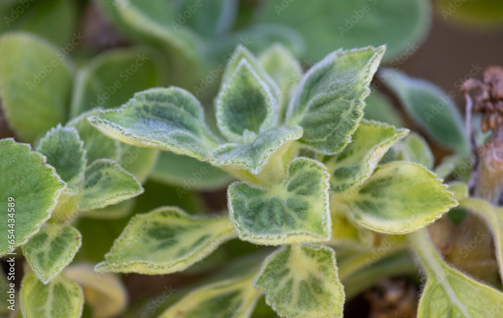 Boldo is a medicinal plant widely used as a home remedy. Boldo is a medicinal plant widely used as a home remedy.