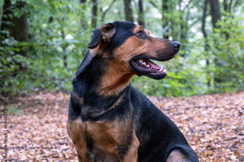 dog, mix breed in the forest, crossbreed portrait in the forest