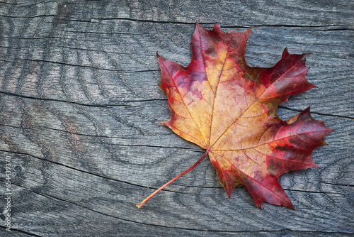 Autumn maple leaf on wood background with copy space for your text and advertising message (top view).