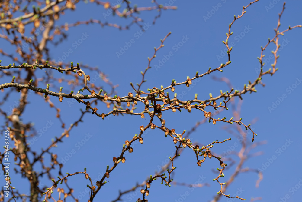 European larch during the appearance of the first needles in spring European larch during the appearance of the first needles in spring