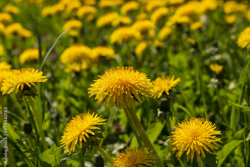 spring yellow dandelions in sunny weather, close-up spring yellow dandelions in sunny weather, close-up