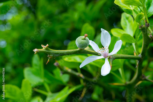 Ripe fruits on a tree (Citrus trifoliata, Poncirus trifoliata), white flower and young fruit