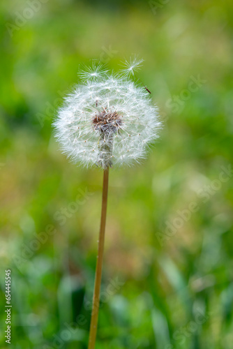 Close-up  inflorescence with seeds of a dandelion plant Taraxacum