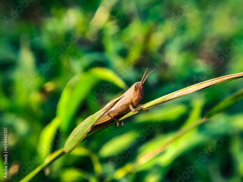 grasshopper on a leaf © Dinar Budiman