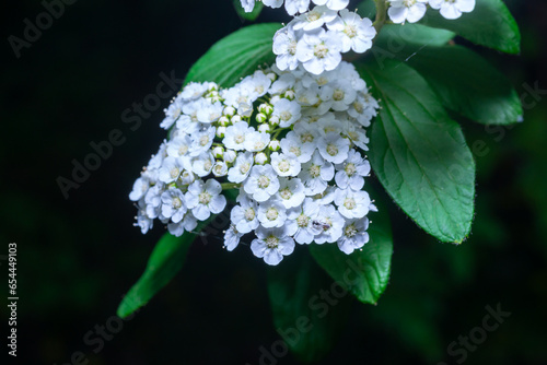 Spiraea media - Branch of a flowering bush Meadowsweets or steeplebushes photo