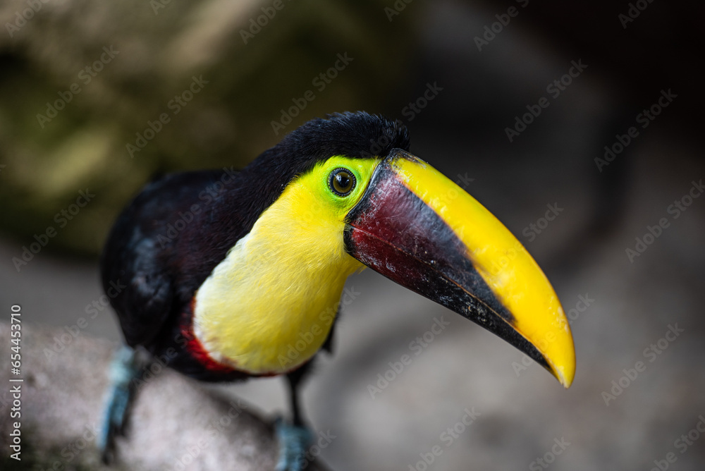 Obraz premium Breaking the quiet life of the toucan