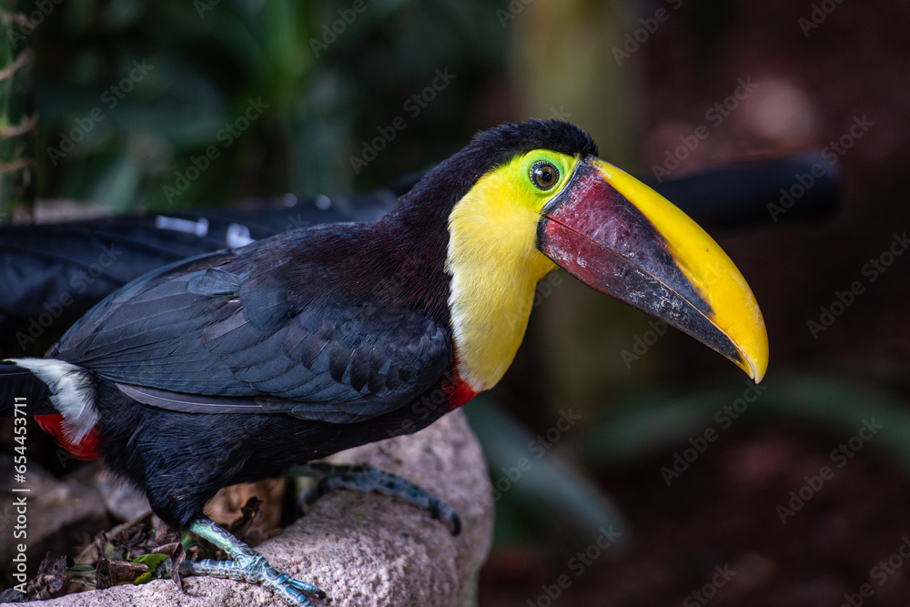 Fototapeta premium Breaking the quiet life of the toucan