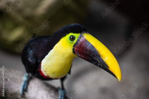 Breaking the quiet life of the toucan