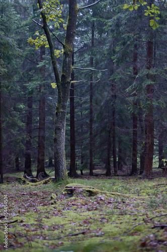 Las, deszcz, pogoda deszczowa