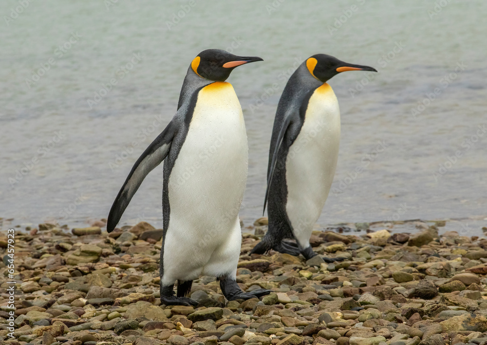 Fototapeta premium King Penguins