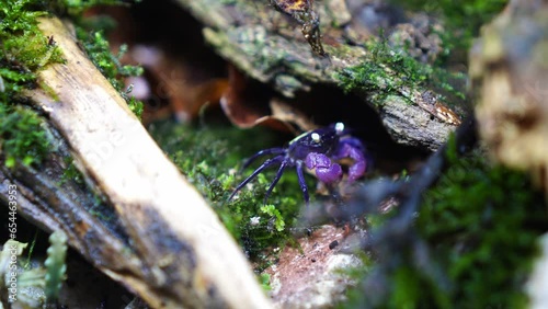 Vampire Crab photo