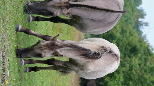 Polish Konik Horses grazing in Marielyst Nature Reserve, Denmark photo