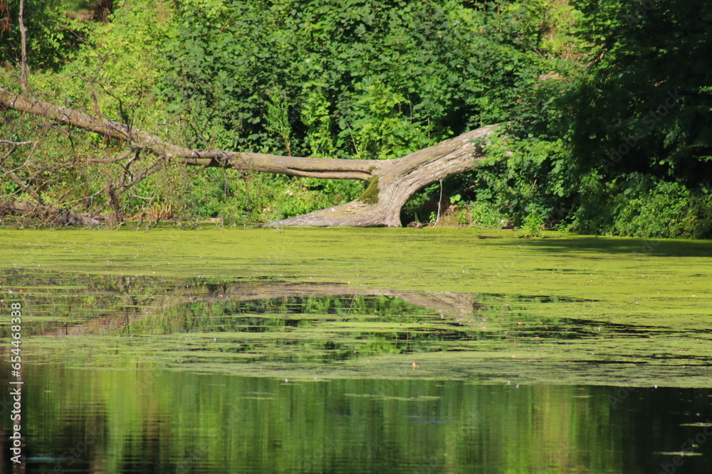 Fototapeta premium View of the pond with a large tree