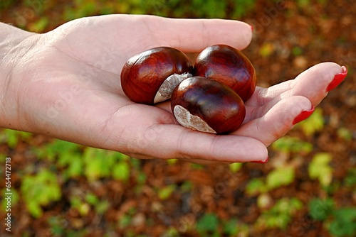 chestnut fruits on the hand against the background of the autumn forest
