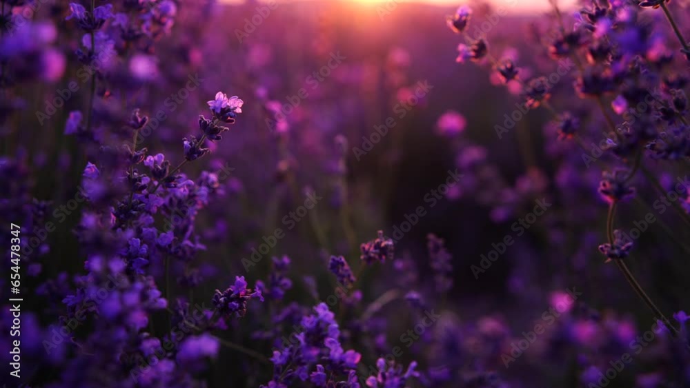 Blooming lavender field sunset. Selective focus. Lavender flower spring background with beautiful purple colors and bokeh lights. Provence, France. Close up.