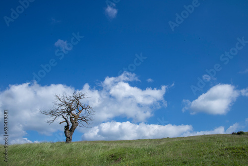 Lonely tree on a hill with blue sky and white clouds