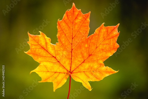 close up of red maple leaf. autumn concept.