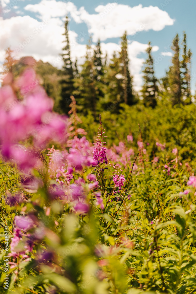 Obraz premium Colorado wildflowers in Colorado mountain forest on a sunny summer day
