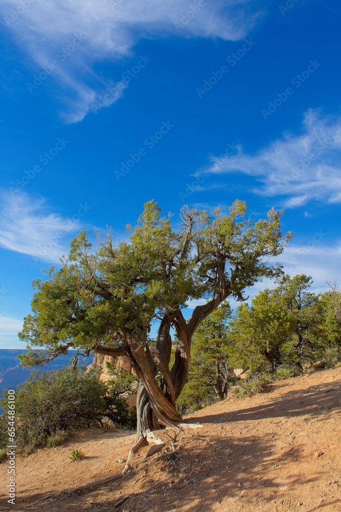 Fototapeta premium Old Juniper tree, Juniperus communis L. (Cupressaceae), at the Grand Canyon, Arizona. White clouds are in a blue sky.
