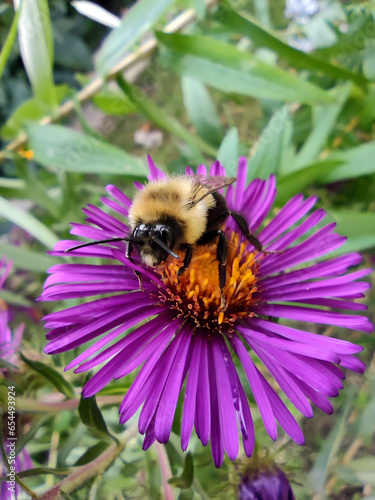 bee on purple flower © x