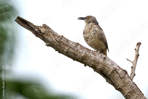 curve-billed thrasher (Toxostoma curvirostre) sitting on a branch in the Rio Grande Valley, McAllen, Texas. photo