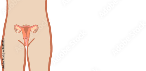 Vector illustration of female reproductive organ