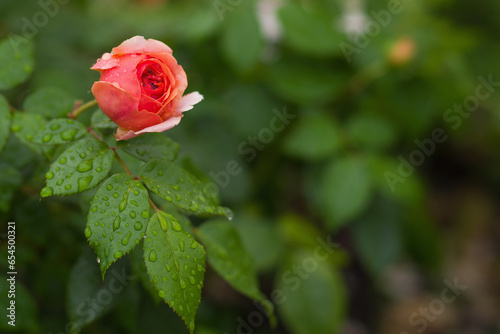 an orange rose bud on the bushes
