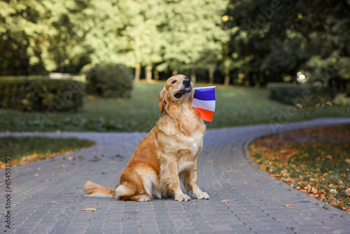 a Labrador Golder Retriever dog holds the flag of France in its mouth on the road in the park at sunset in the fall. France Day