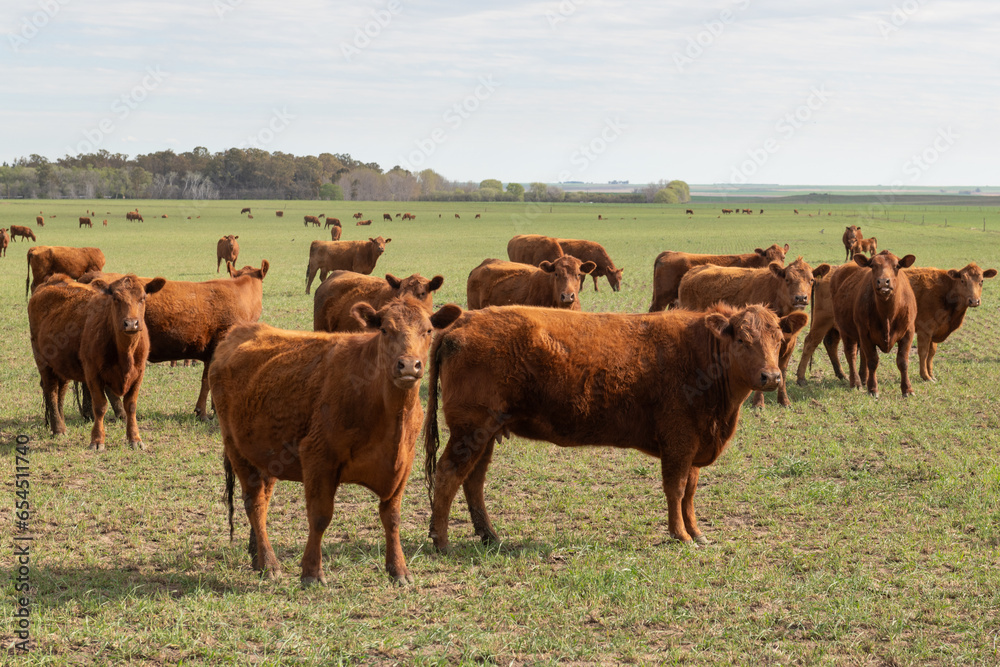 Herd of cattle in a green field