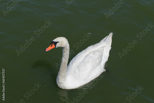 White swan. A close-up view of a white adult swan on the water