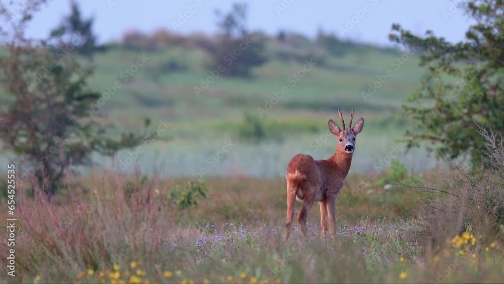 Male roe deer standing an a meadow, looking to the camera, walking away - Denmark Male roe deer standing an a meadow, looking to the camera, walking away - Denmark