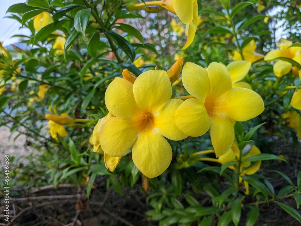 Allamanda cathartica flower in tropical nature Allamanda cathartica flower in tropical nature
