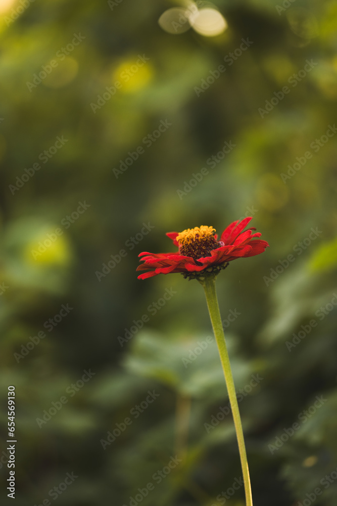 Red majors flower closeup. Mature majors flower. Red majors flower closeup. Mature majors flower.