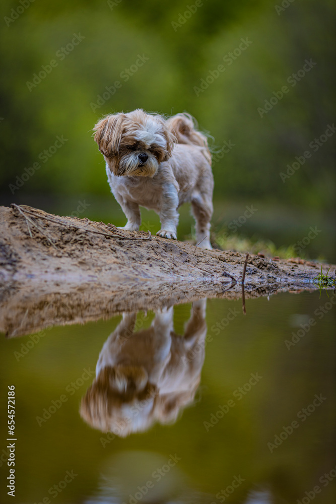 shih tzu dog on the riverbank looks at the reflection in the water shih tzu dog on the riverbank looks at the reflection in the water