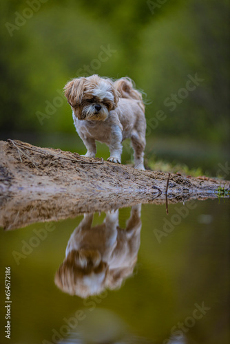 Fototapeta Naklejka Na Ścianę i Meble -  shih tzu dog on the riverbank looks at the reflection in the water
