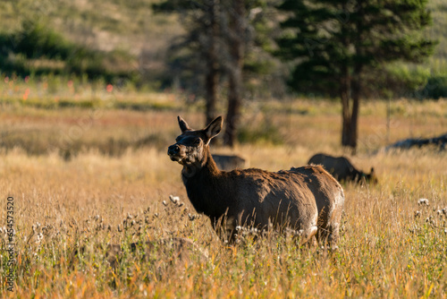 Cow Elk in Meadow