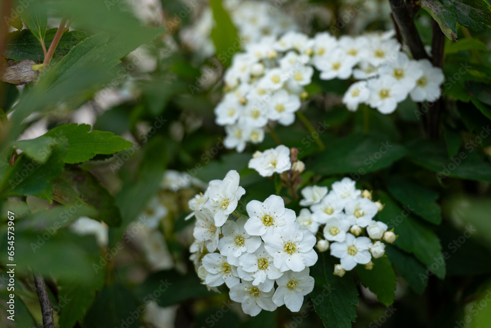 SPIRAEA CANTONIENSIS , CALLED BRIDE'S CROWN, SMALL WHITE FLOWER IN CLOSEUP WITH GREEN LEAVES