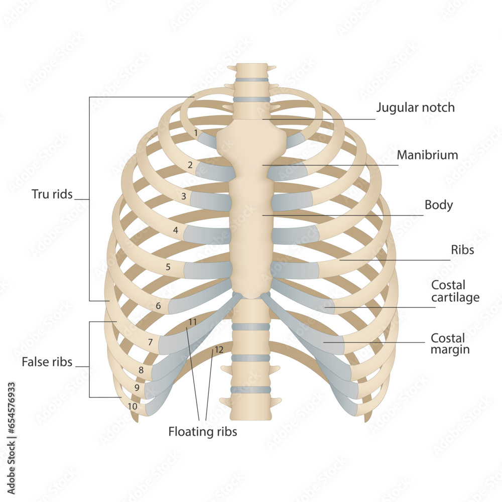 Bones of the human chest. Bones of the chest with the name and ... Biology Diagrams