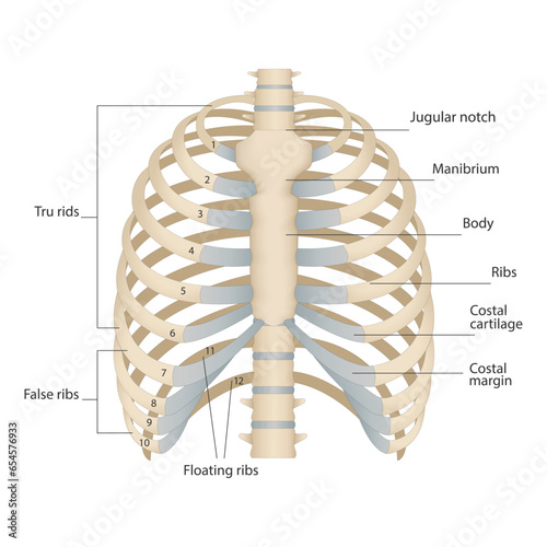 Bones of the human chest. Bones of the chest with the name and description of all areas. Internal view. Human anatomy. Skeletal system for a medicine poster